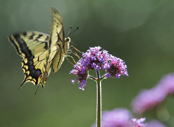 Schwalbenschanz_InsektenPflanzen