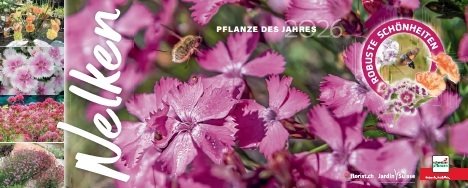 Nelken