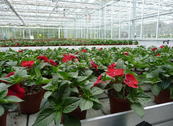 Schulung "Umweltgerechte Zierpflanzenproduktion"