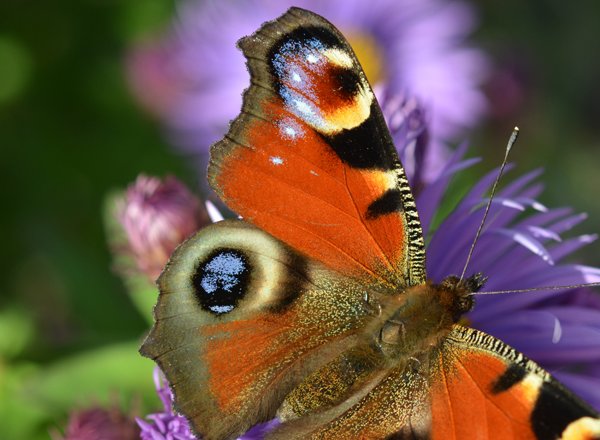 Umweltschutz_biodiversität_bild3_web