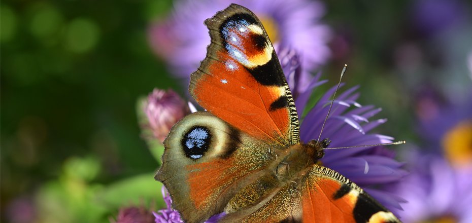 Umweltschutz_biodiversität_bild3_web